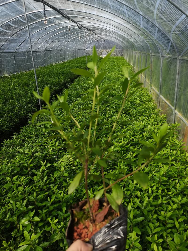 春娟，毛杜鹃，夏娟，云南昆明毛杜鹃种植园批发一手货源
