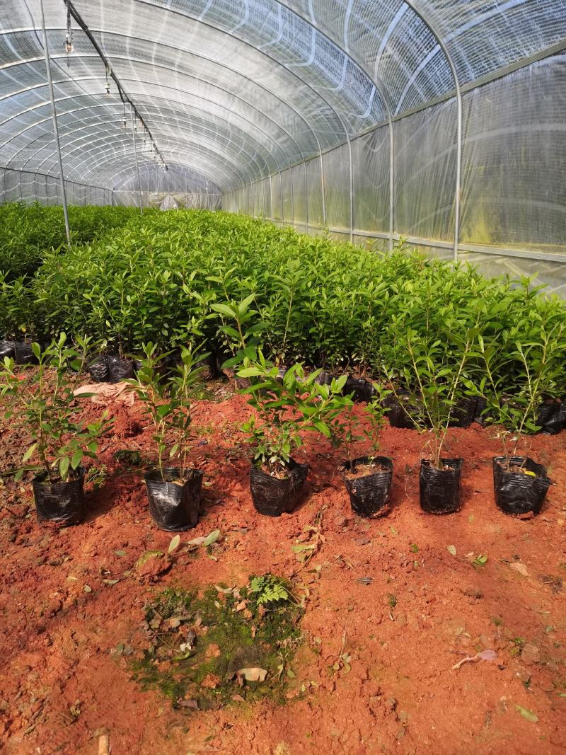 春娟，毛杜鹃，夏娟，云南昆明毛杜鹃种植园批发一手货源