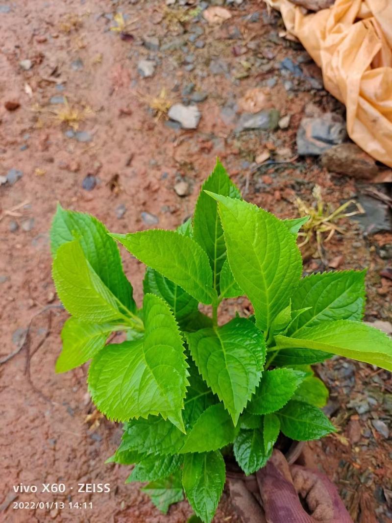 八仙花，绣球，无尽夏绣球，云南昆明绣球种植园种植批发