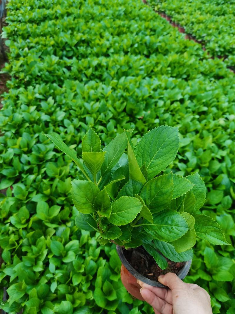 八仙花，绣球，无尽夏绣球，云南昆明绣球种植园种植批发