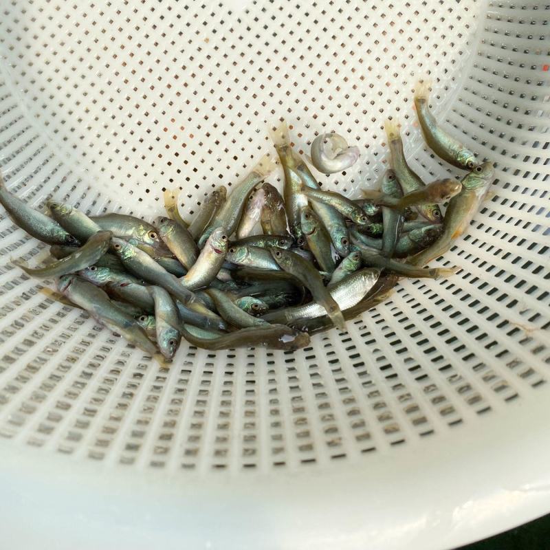 丁贵鱼苗-品种优良-生长速度快-抗病力强