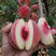 巨型冬桃桃树苗晚熟品种嫁接苗个大脆甜离核高产