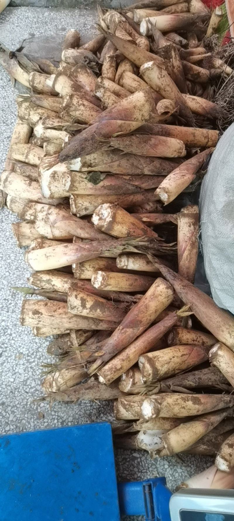 生鲜苦笋广西高山春笋新鲜现挖苦笋野生竹笋火锅好料苦笋