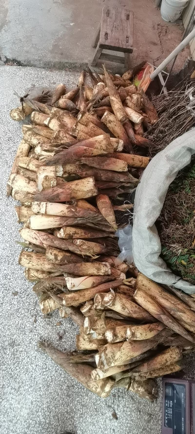 生鲜苦笋广西高山春笋新鲜现挖苦笋野生竹笋火锅好料苦笋