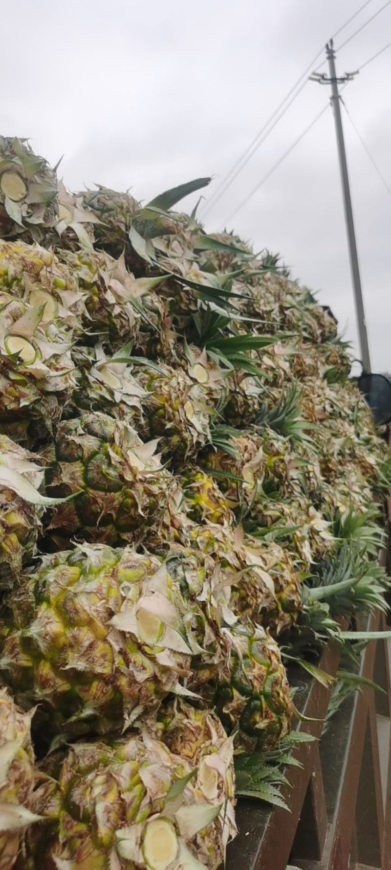 电商货菠萝【牛商推荐】产地现摘现发，量大优惠支持一件代发