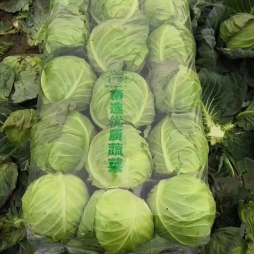 甘蓝绿圆,施特单圆球甘蓝质量好!价格优!产地供货包找车