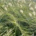 白美人狼尾草，小兔子狼尾草，云南昆明狼尾草种植园种植批发