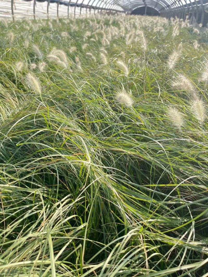 白美人狼尾草，小兔子狼尾草，云南昆明狼尾草种植园种植批发