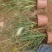 白美人狼尾草，小兔子狼尾草，云南昆明狼尾草种植园种植批发