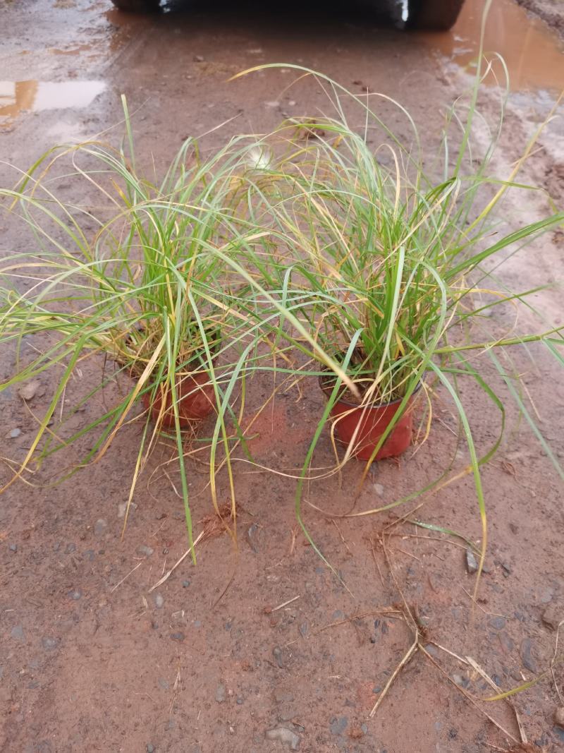 白美人狼尾草，小兔子狼尾草，云南昆明狼尾草种植园种植批发