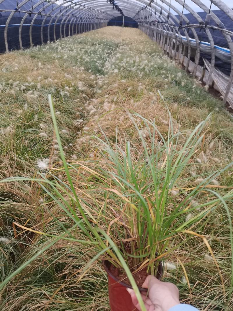 白美人狼尾草，小兔子狼尾草，云南昆明狼尾草种植园种植批发