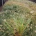 白美人狼尾草，小兔子狼尾草，云南昆明狼尾草种植园种植批发