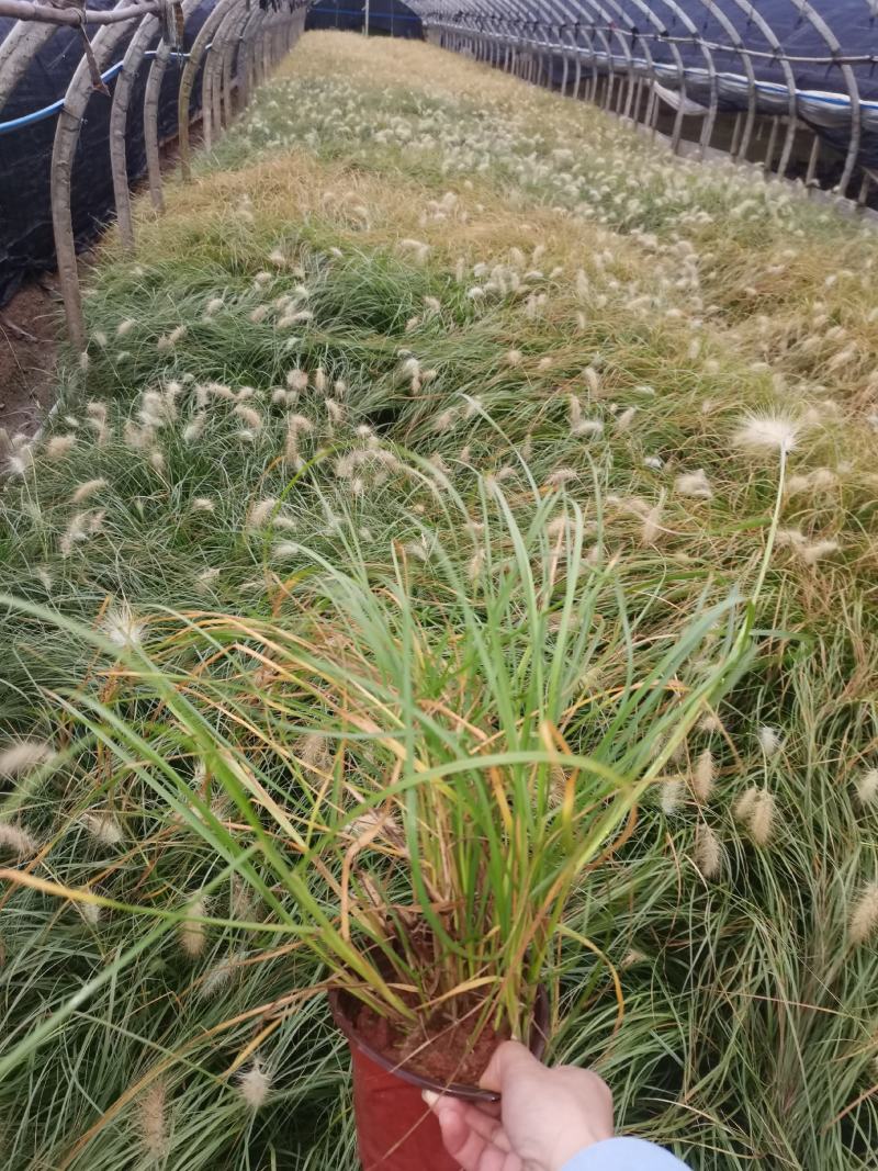白美人狼尾草，小兔子狼尾草，云南昆明狼尾草种植园种植批发