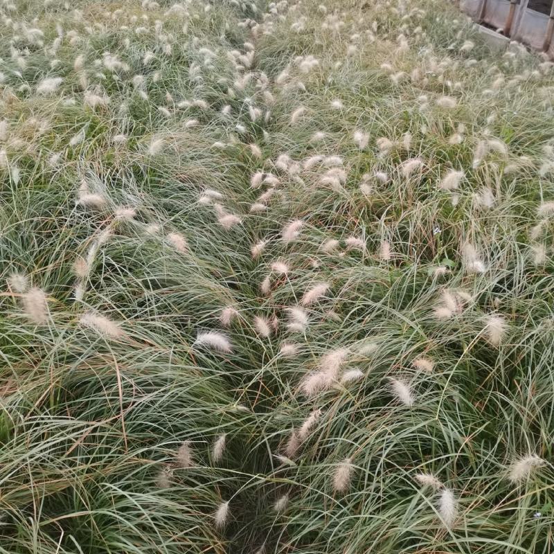 白美人狼尾草，小兔子狼尾草，云南昆明狼尾草种植园种植批发