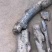 烧烤炭果木炭梨木炭木炭烤羊肉串炭无烟炭