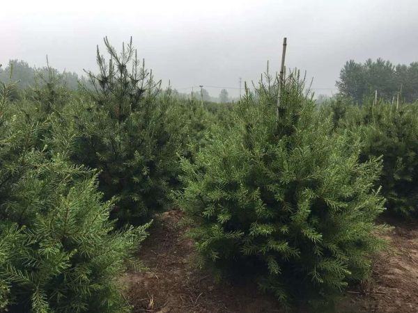 白皮松整体外观