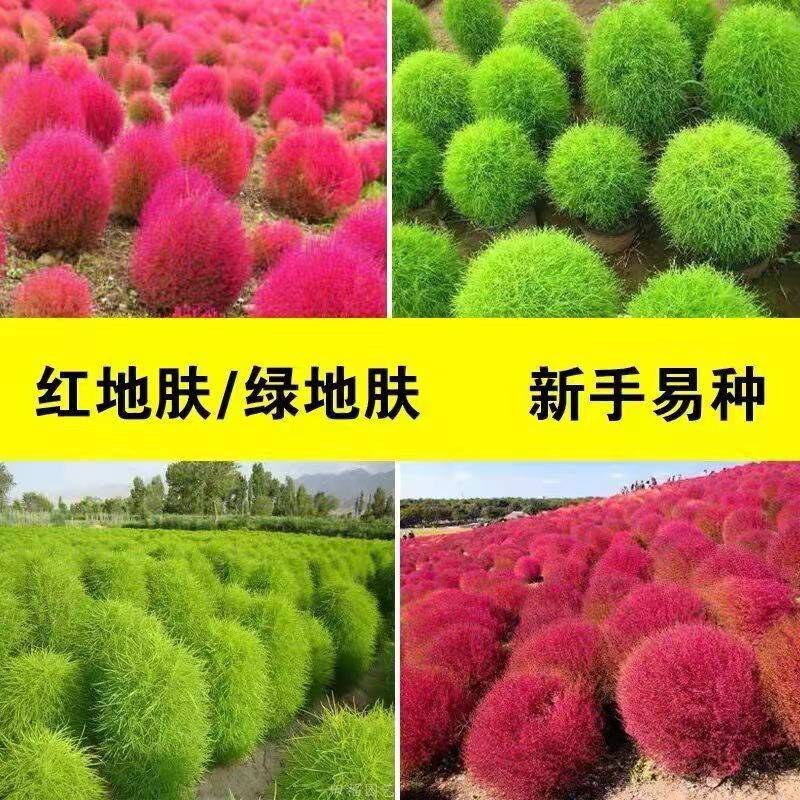 新红叶地肤种子绿叶地肤苗地麦铁扫帚苗菜红地肤园林景观花海