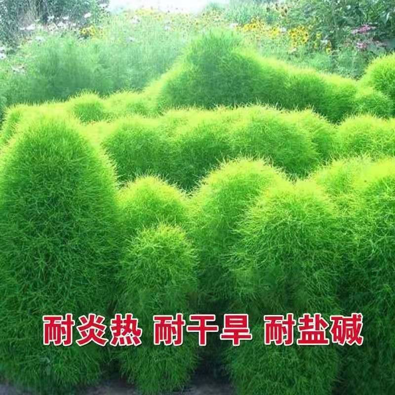 新红叶地肤种子绿叶地肤苗地麦铁扫帚苗菜红地肤园林景观花海