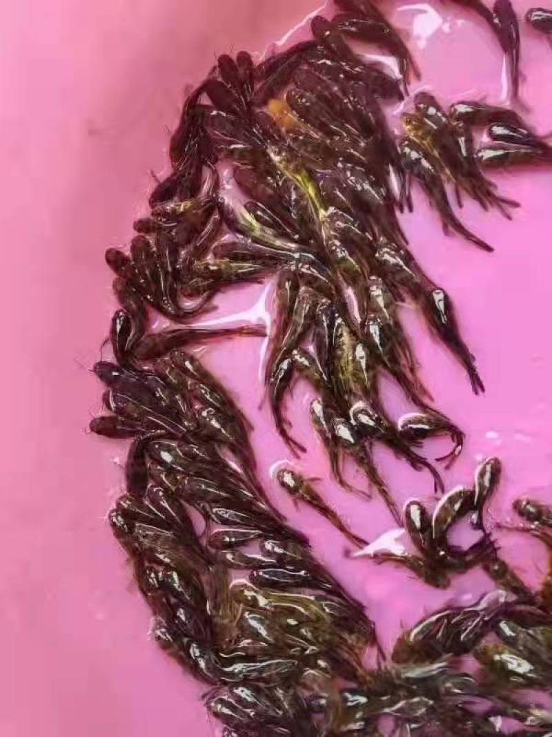 杂交黄骨鱼，苗场直供，量大优惠！