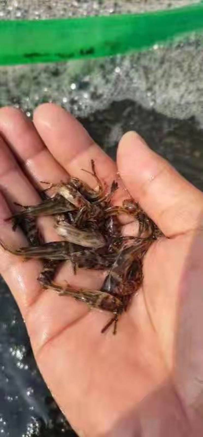 杂交黄骨鱼，苗场直供，量大优惠！