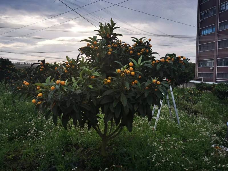 枇杷
