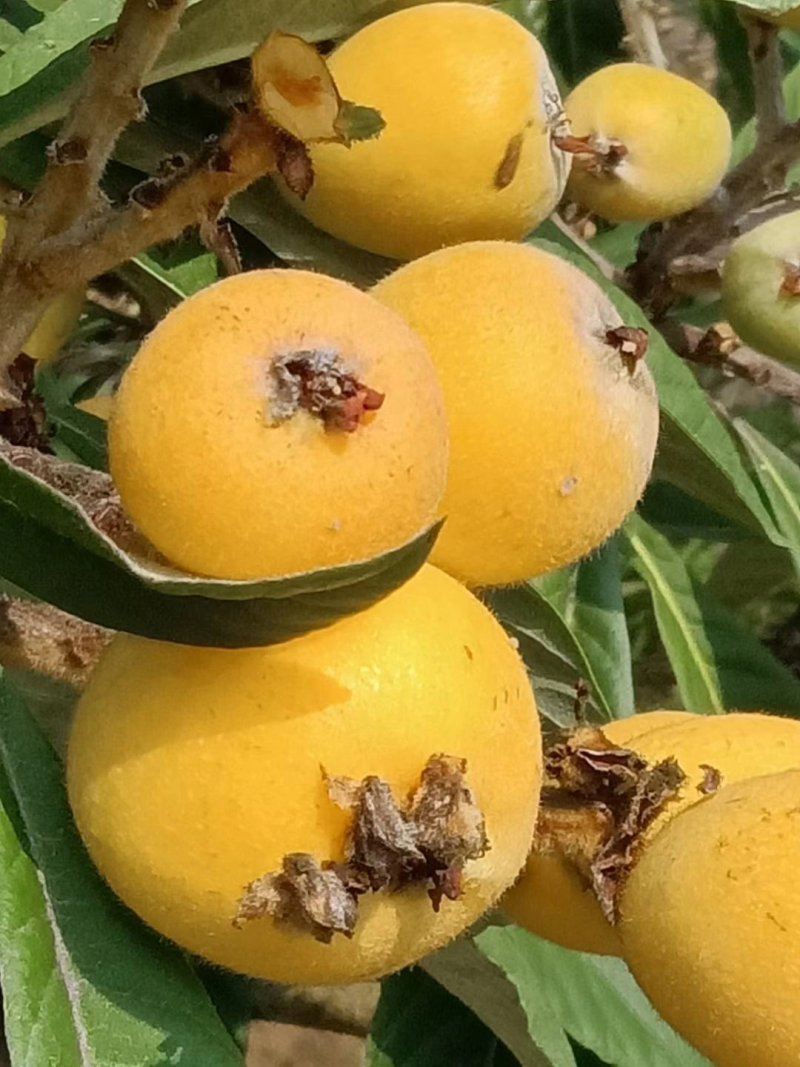 枇杷