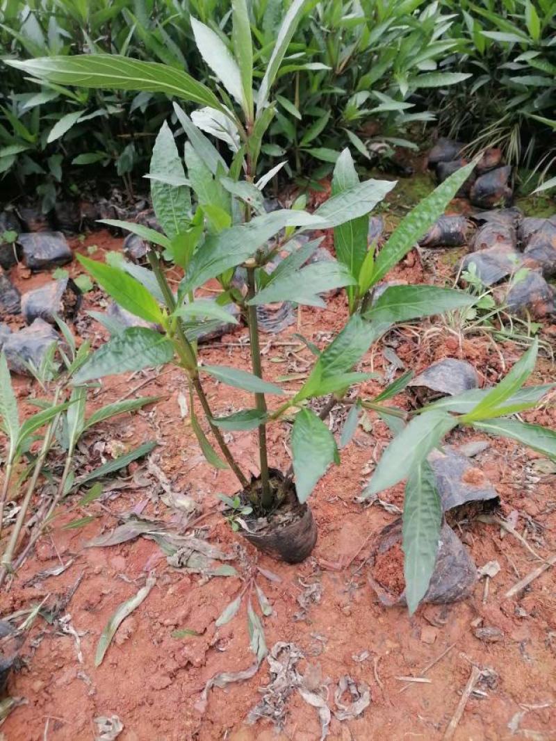 翠芦莉，高度30，冠20云南昆明翠芦莉种植园一手货源