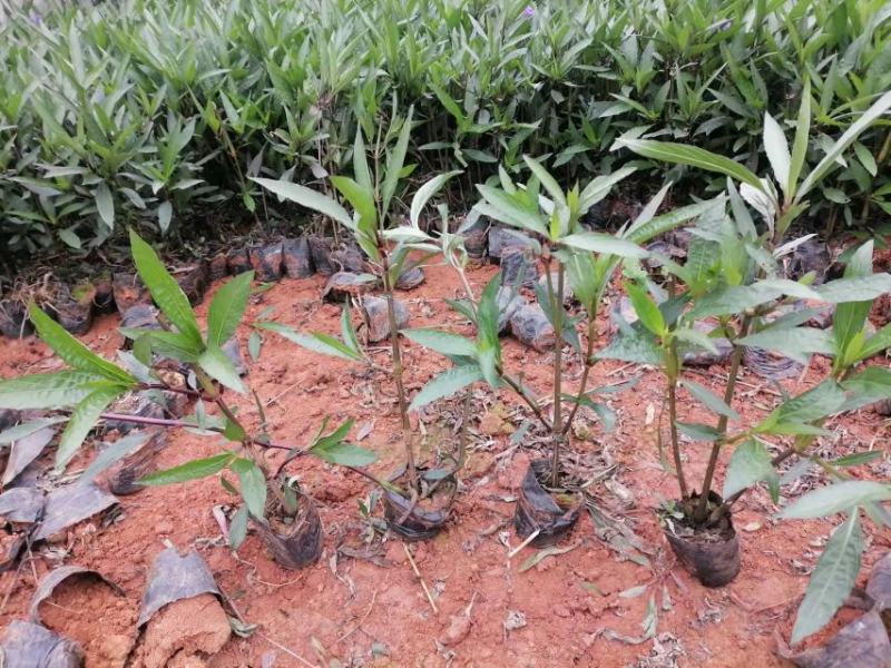 翠芦莉，高度30，冠20云南昆明翠芦莉种植园一手货源