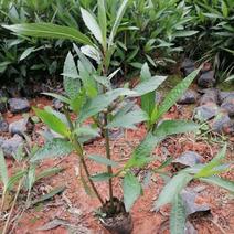 翠芦莉，高度30，冠20云南昆明翠芦莉种植园一手货源