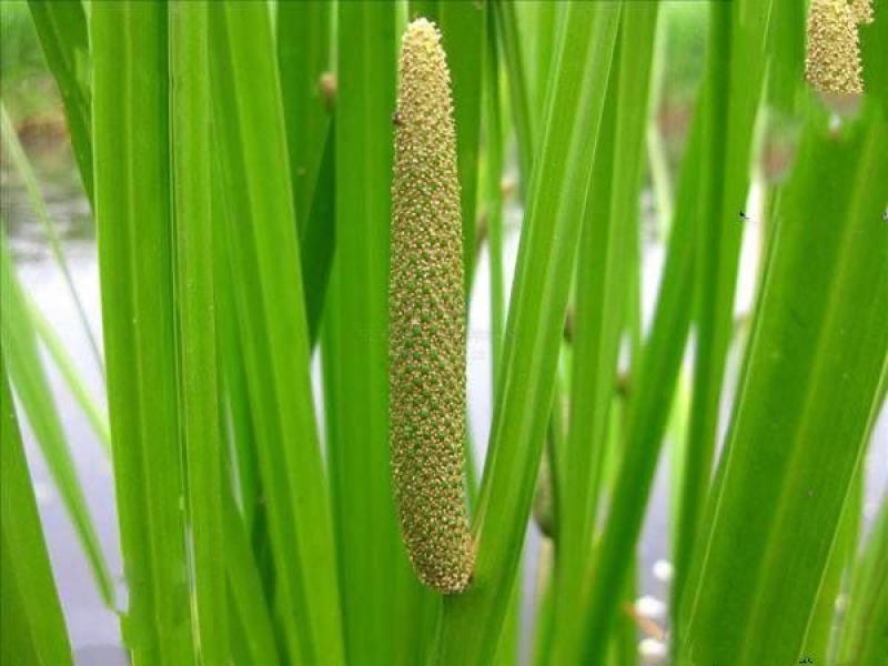黄菖蒲