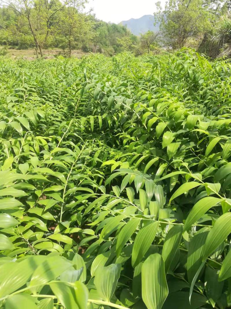 黄精种苗整车包邮多花姜形黄精老虎姜苗山姜苗药典品种