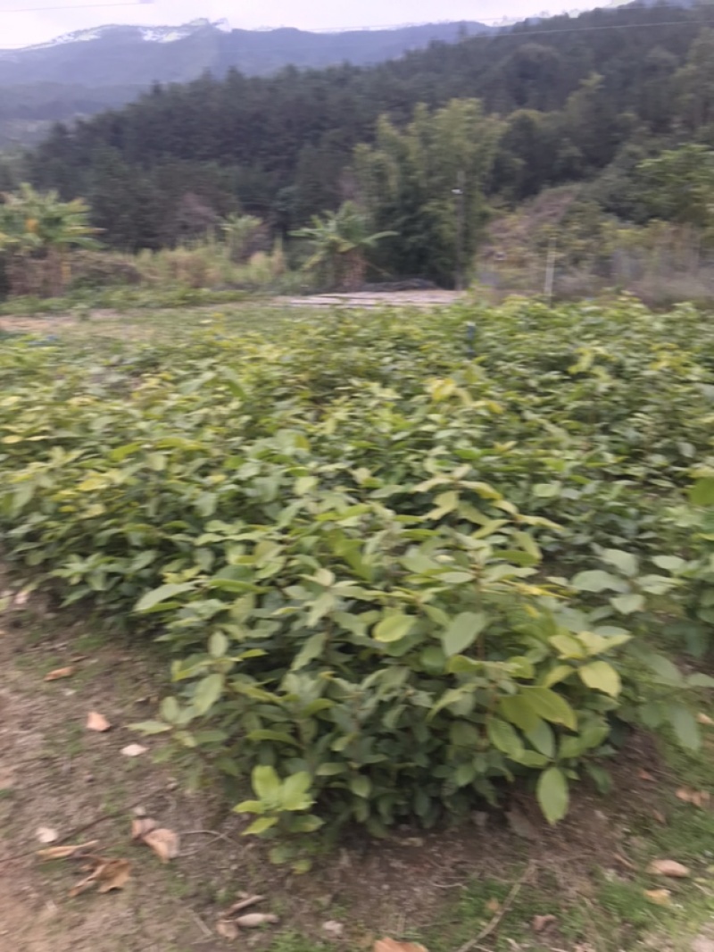 广东风流果苗大量上市质量保证诚信经营欢迎来电咨询