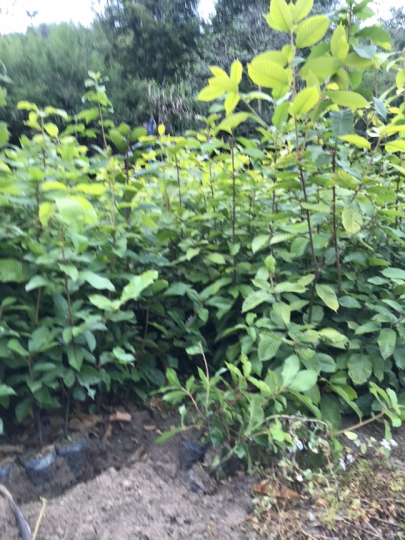 广东风流果苗大量上市质量保证诚信经营欢迎来电咨询