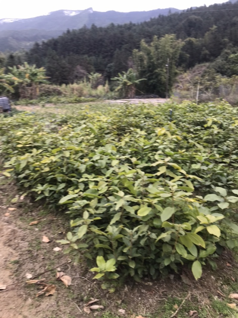 广东风流果苗大量上市质量保证诚信经营欢迎来电咨询