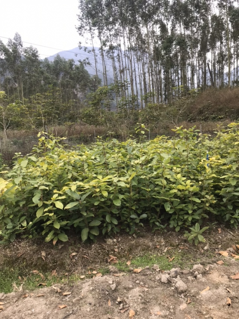 广东风流果苗大量上市质量保证诚信经营欢迎来电咨询