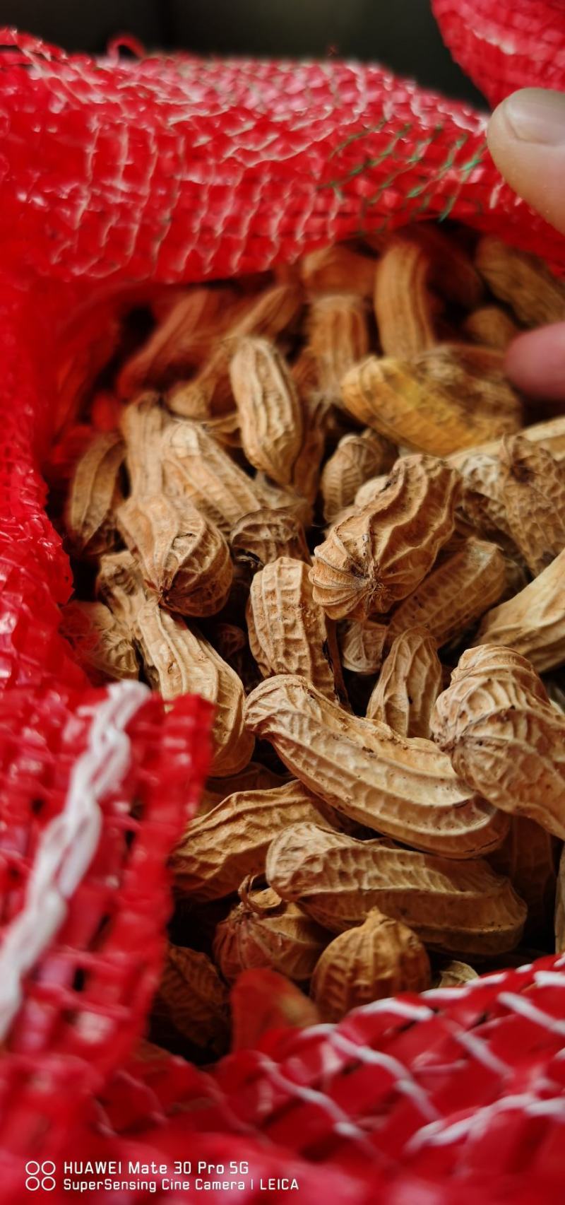 云南七彩花生（缅甸种植）