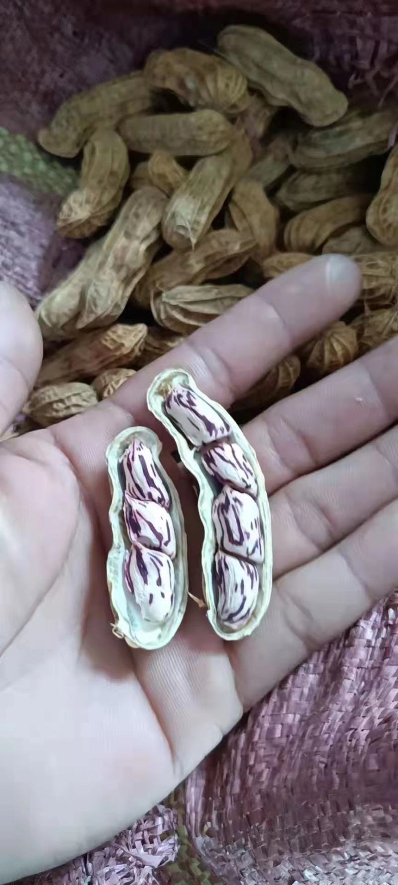 云南七彩花生（缅甸种植）