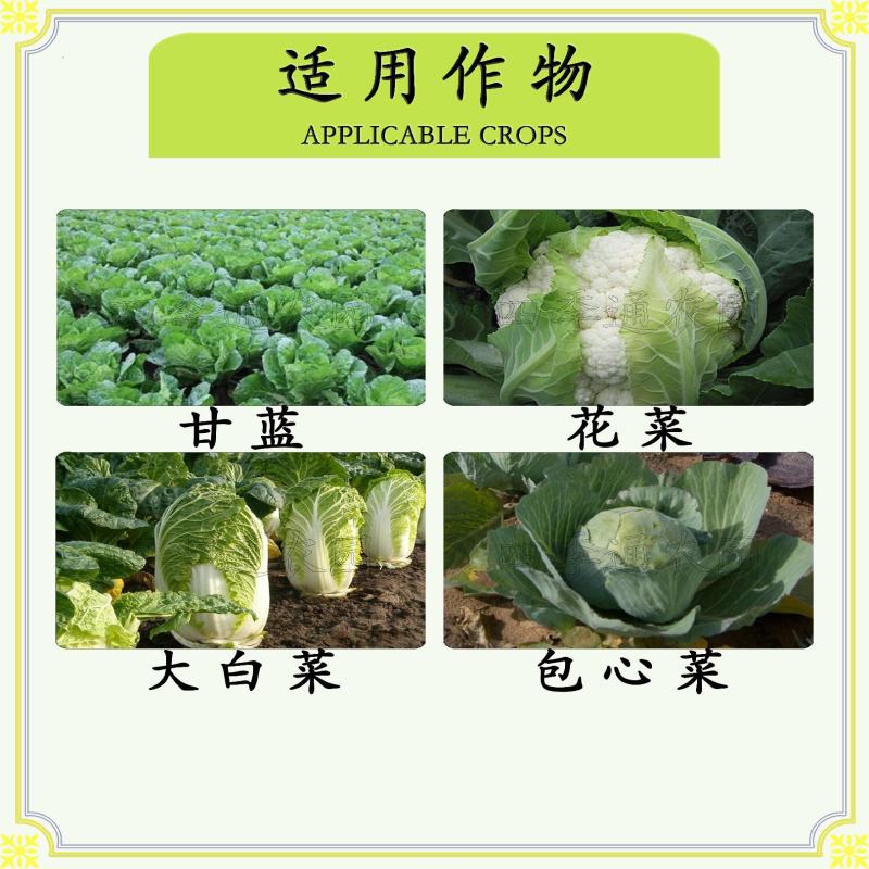 百士威防腐包心剂甘蓝白菜包菜防腐包心抗种茬生很快包心紧