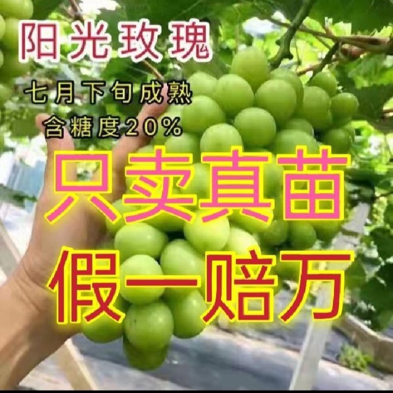 【好货】阳光玫瑰葡萄苗夏黑嫁接5bb砧木3309保纯度