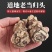 中药材岷县当归头包邮特级当归当归头甘肃当归无硫精选当归头
