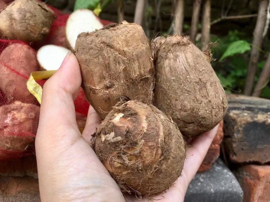 高山毛芋头制作的蜜汁芋泥与芋圆甜点摆盘图,展现其细腻质地与诱人色泽 高山毛芋头烹饪成品