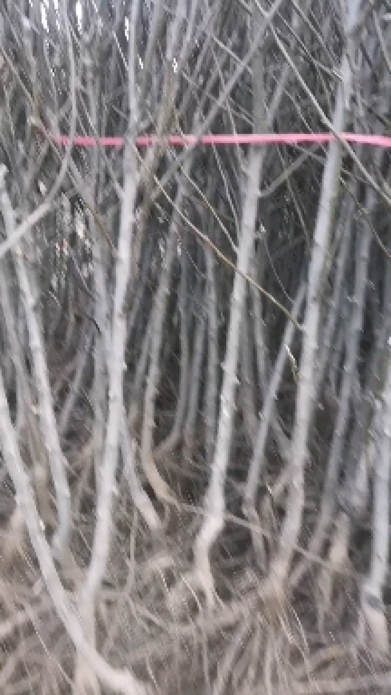 秋月梨树苗，质量好。品种好。欢迎联系。欢迎咨询