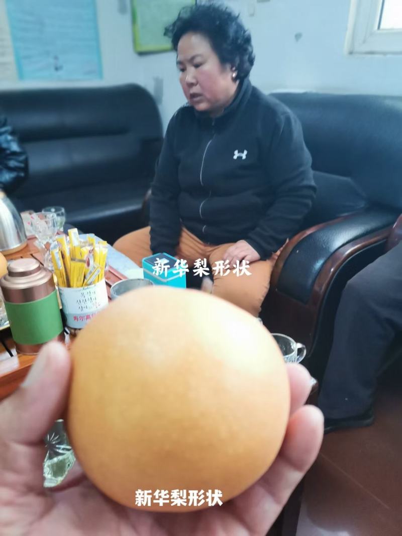 秋月梨树苗，质量好。品种好。欢迎联系。欢迎咨询