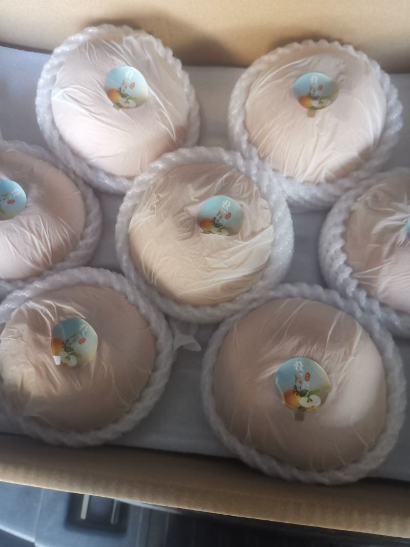 秋月梨树苗，质量好。品种好。欢迎联系。欢迎咨询
