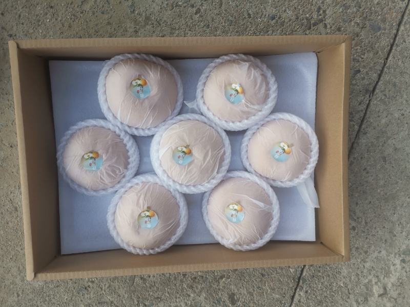 秋月梨树苗，质量好。品种好。欢迎联系。欢迎咨询