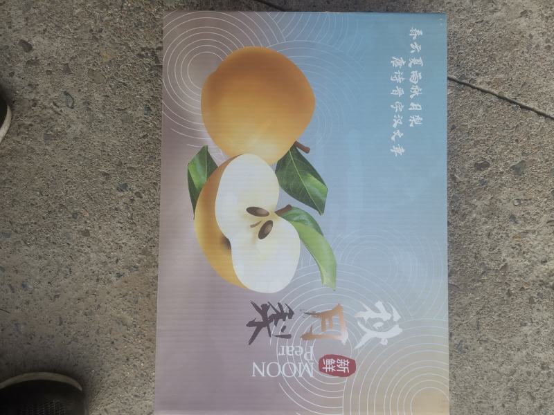 秋月梨树苗，质量好。品种好。欢迎联系。欢迎咨询