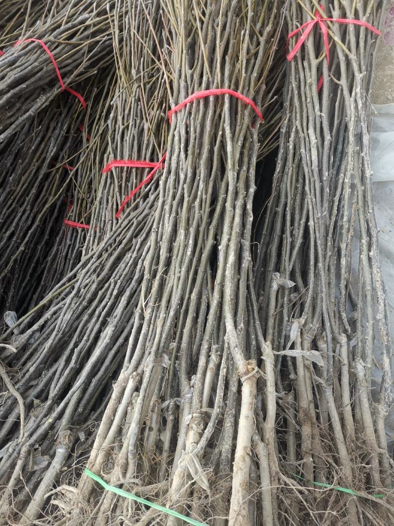 秋月梨树苗，质量好。品种好。欢迎联系。欢迎咨询
