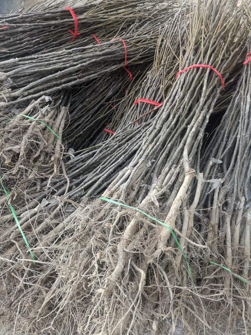 秋月梨树苗，质量好。品种好。欢迎联系。欢迎咨询