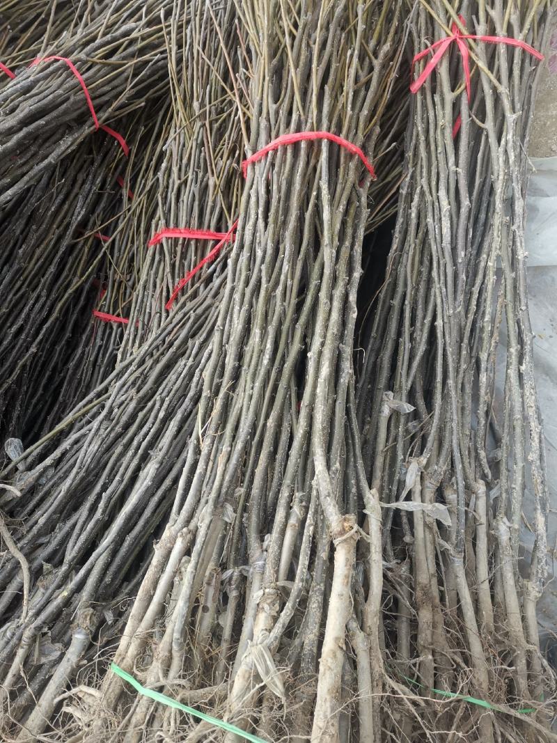 秋月梨树苗，质量好。品种好。欢迎联系。欢迎咨询