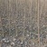 速生杨树苗107